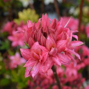Azalea Rhododendron 'Homebush' (AGM) 4L