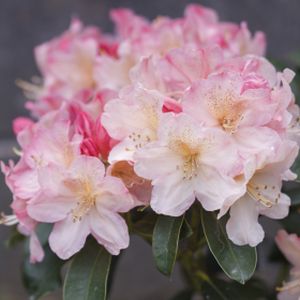 Rhododendron 'Percy Wiseman' (AGM) (Yak. Hybrid) 10L