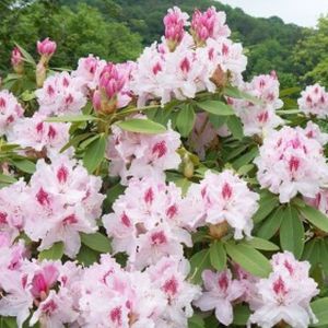 Rhododendron 'Albert Schweitzer' (Hybrid) 7.5L