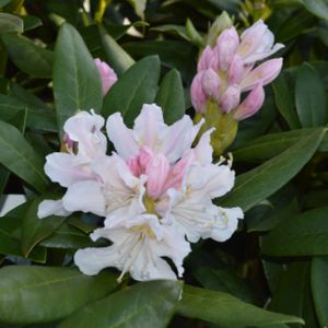 Rhododendron 'Cunningham's White' (Hybrid) 7.5L