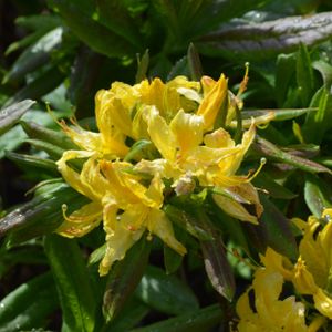 Azalea Rhododendron luteum (AGM) 5L