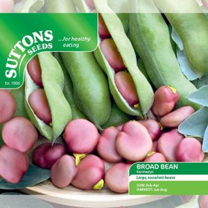 Suttons Bean Broad Karmazyn