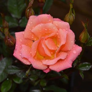 Rosa 'Thank You' (Miniature Patio) 5L