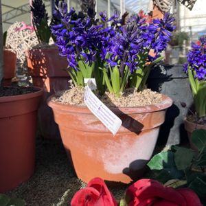 Planted Arrangement- Outdoor £24.99