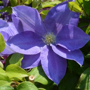 Clematis 'Diana's Delight' (syn 'Evipo026') 3L