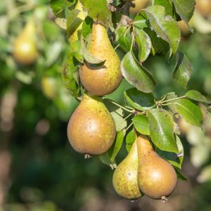 Pear Pyrus 'Conference' (AGM) (Quince A) Stepover 12L