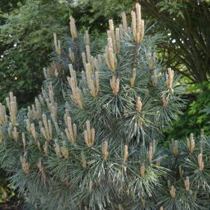 Pinus sylvestris 'Chantry Blue' 5L
