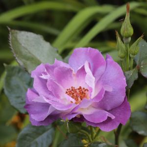 Rosa 'Blue for You' (Floribunda) (AGM) 5L