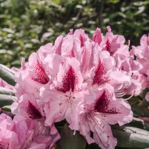 Rhododendron 'Cosmopolitan' (Hybrid) 5L
