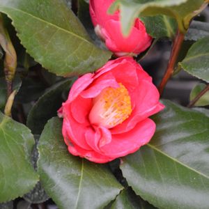 Camellia japonica 'Doctor King' 5L