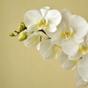 Orchid Phalaenopsis White (12cm Pot) (2 Spk)