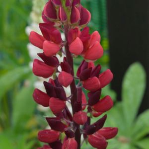 Lupinus 'Red Flame' 3L