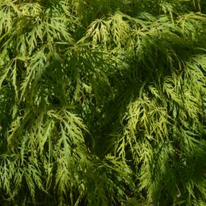 Acer palmatum var. dissectum 'Viridis' 15L