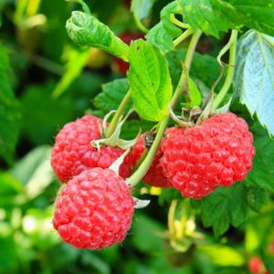 Raspberry Rubus 'Glen Ample' (AGM) 3L (5)
