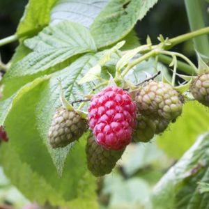 Raspberry Rubus 'Tulameen' 3L (5)