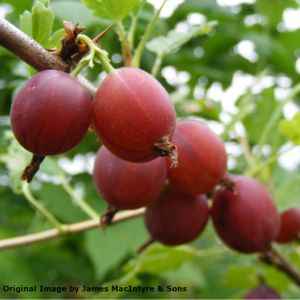 Gooseberry Ribes 'Captivator' 3L