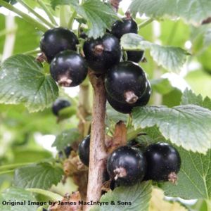 Blackcurrant Ribes 'Ben Alder' 3L