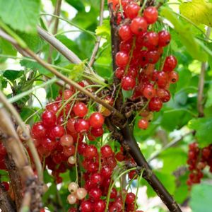 Redcurrant Ribes 'Rovada' 3L