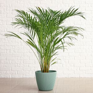 Areca Palm Dypsis (17cm Pot) 65