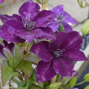 Clematis 'Amethyst Beauty' (syn 'Evipo043') 3L