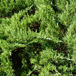 Juniperus sabina 'Tamariscifolia' 3L