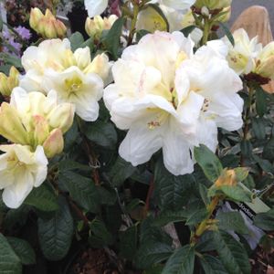 Rhododendron 'Martha Wright' (Dwarf) 3L