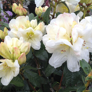 Rhododendron 'Martha Wright' (Dwarf) 3L