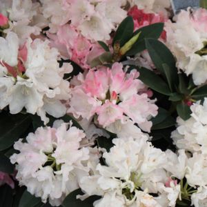 Rhododendron 'Dreamland' (AGM) (Yak. Hybrid) 10L