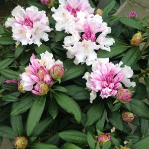 Rhododendron 'Hoppy' (Yak. Hybrid) 10L