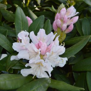 Rhododendron 'Cunningham's White' (Hybrid) 15L