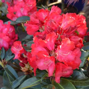 Rhododendron 'Halfdan Lem' (Hybrid) 15L