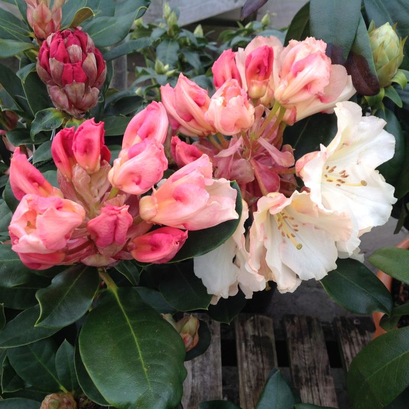 Rhododendron 'Horizon Monarch' (AGM) (Hybrid) 15L