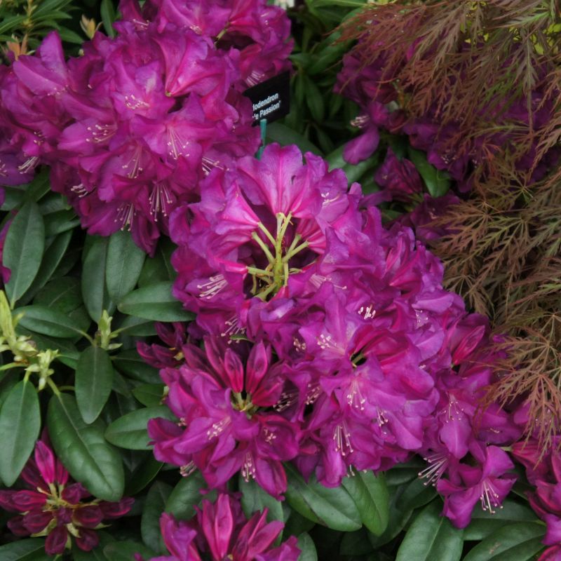 Rhododendron 'Purple Passion' (Hybrid) 15L