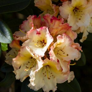 Rhododendron 'Horizon Monarch' (AGM) (Hybrid) (Patio) 20L