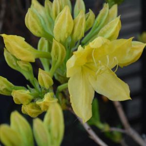 Azalea Rhododendron 'Anneke' 4L
