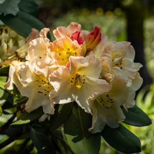 Azalea Rhododendron 'Golden Lights' 5L