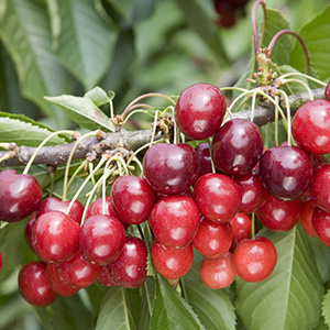 Cherry Prunus 'Stella' (AGM) (Gisela 5) Patio 11.5L