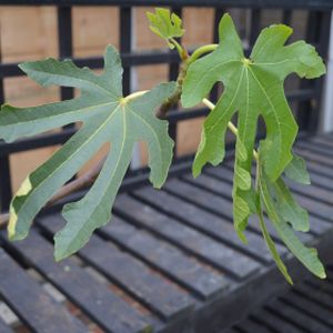 Fig Ficus carica 'Dalmatie' 5L