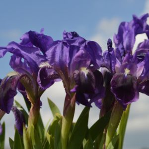 Iris 'Blue Pigmy' 3L