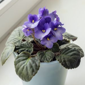 African Violet Saintpaulia Blue (12cm Pot)