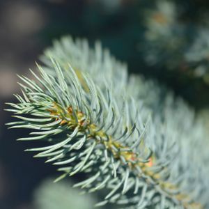 Picea pungens 'Iseli Fastigiate' 7L