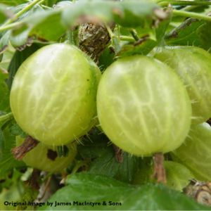 Gooseberry Ribes 'Invicta' (AGM) 1/4 Std 7L