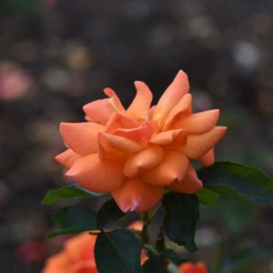 Rosa 'Sheila's Perfume' (Floribunda) 5L