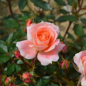 Rosa 'Flower Power' (Patio) (AGM) 5L