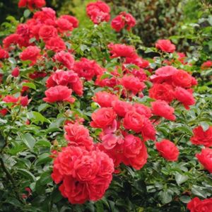 Rosa 'Flower Carpet Scarlet' (Ground Cover) 5L