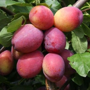 Plum Prunus 'Victoria' (AGM) (Pixy) Bush 12L