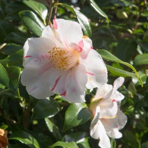 Camellia japonica 'Flashlight' 3L