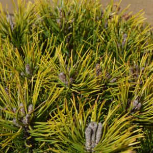 Pinus mugo 'Ophir' 2L