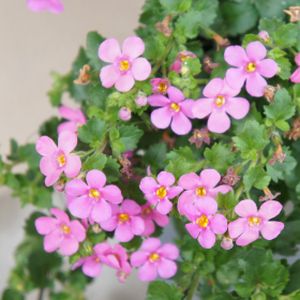 Bacopa 'Pink' 1L