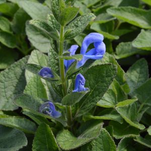 Salvia patens 'Patio Deep Blue' 2L